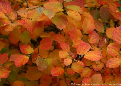 Fothergilla major