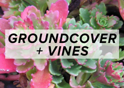 Groundcover + Vines