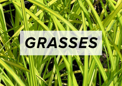 Grasses