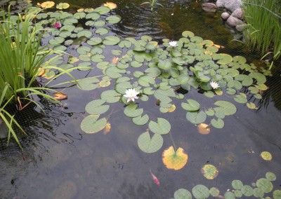 Nymphaeaceae in Pond