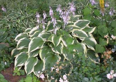 Flowering Hosta