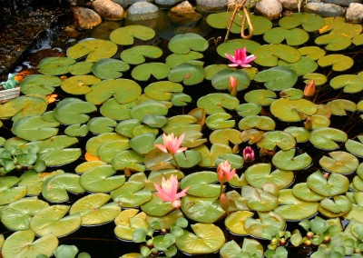 Waterlily in Pond