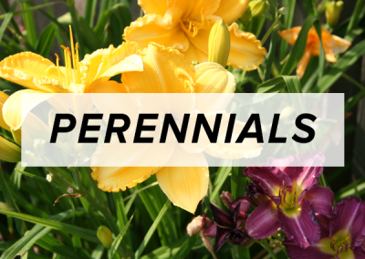 Perennials