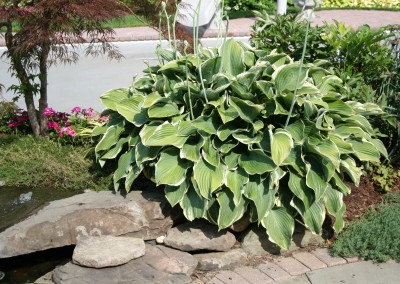 Hostas