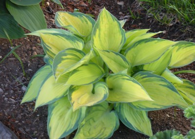 Hosta