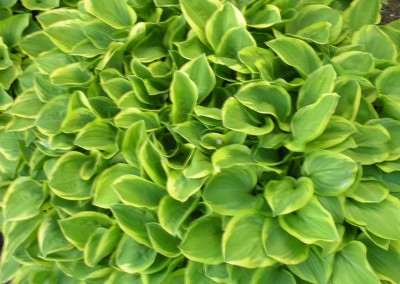 Hostas