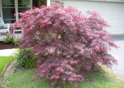 Tamukeyama Maple