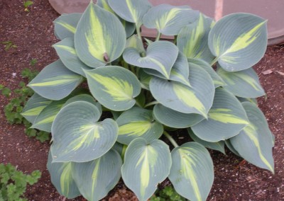 Hosta