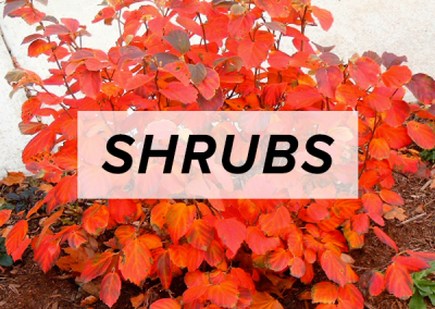 Shrubs