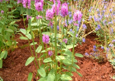 Stachys